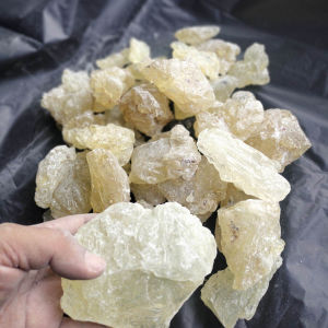 Kelor Atasi Obesitas