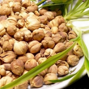 Kelor Atasi Obesitas