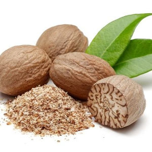 Kelor Atasi Obesitas