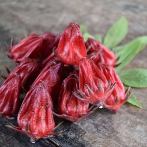Kelor Atasi Obesitas